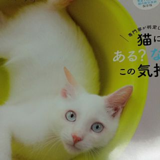 ねこのきもち★2022年８月号(猫)