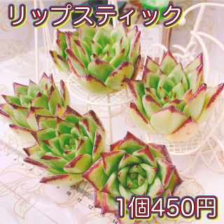 多肉植物　リップスティック(プランター)