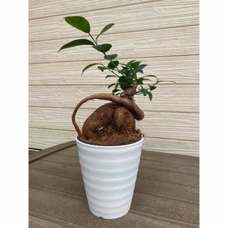 ガジュマル　開運☆観葉植物(プランター)