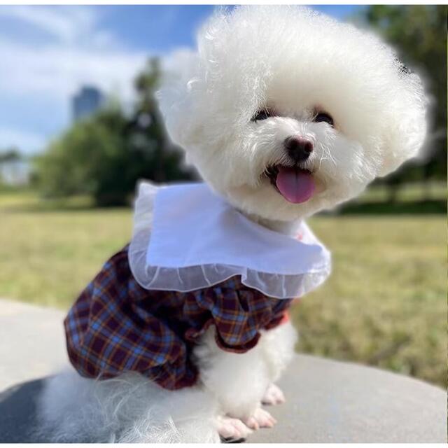 犬服　ペット服　ドッグウェア　可愛い　オシャレ　犬用品　トップス  ワンピース その他のペット用品(犬)の商品写真