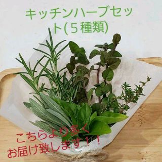 キッチンハーブセット(５種類)　ブーケガルニ　カット苗(その他)