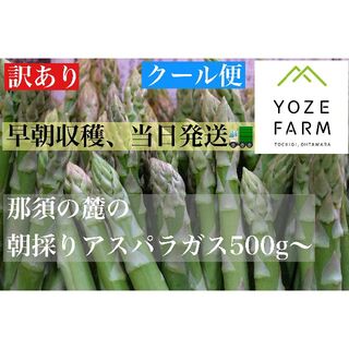 【訳あり品/クール便】那須の麓の朝採りアスパラガス　サイズいろいろ500g(野菜)