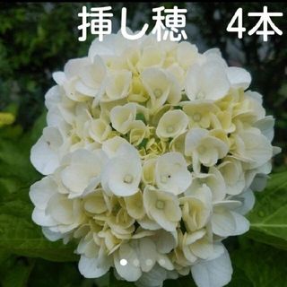 紫陽花　白挿し木用　挿し穂 カット苗　4本(その他)