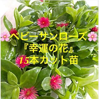 多肉植物　ベビーサンローズ『幸運の花』１５本カット苗　初心者向け(その他)