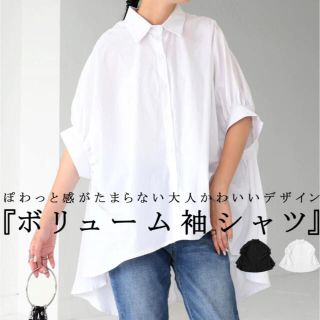 アンティカ(antiqua)のアンティカ　ホワイト　シャツ　新品未使用(シャツ/ブラウス(半袖/袖なし))