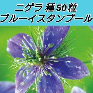 ニゲラ ブルーイスタンブール 種50粒(プランター)