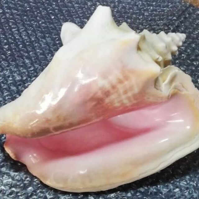 重厚 ピンクガイ コンク貝 コンクシェル 貝 貝殻 インテリア 置物