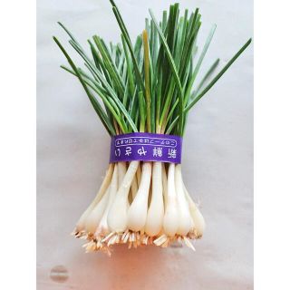 【SALE】島らっきょ 沖縄県 宮古島産(野菜)