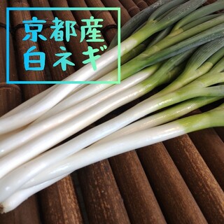 京都産　白ネギ　長ネギ　新鮮（第3弾）(野菜)