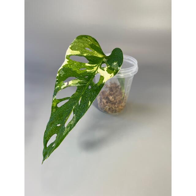 マドカズラ　斑入り　Monstera adansonii 2 3