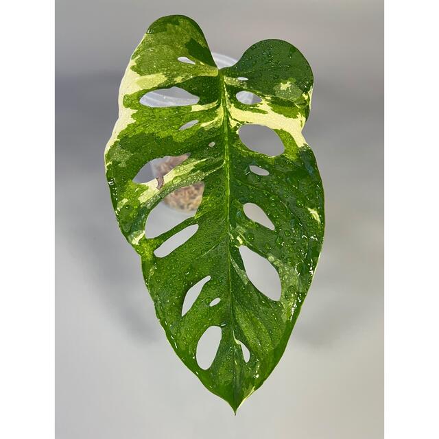 マドカズラ　斑入り　Monstera adansonii 2 4