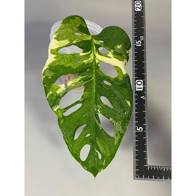 マドカズラ　斑入り　Monstera adansonii 2 5