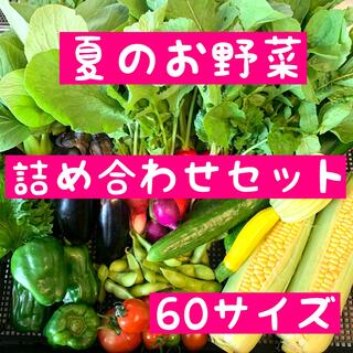 夏の 野菜 詰め合わせ 60サイズ(野菜)