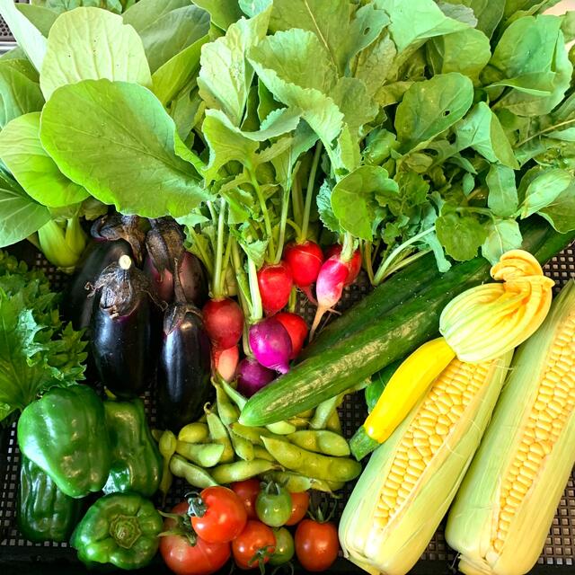 夏の 野菜 詰め合わせ コンパクト 食品/飲料/酒の食品(野菜)の商品写真