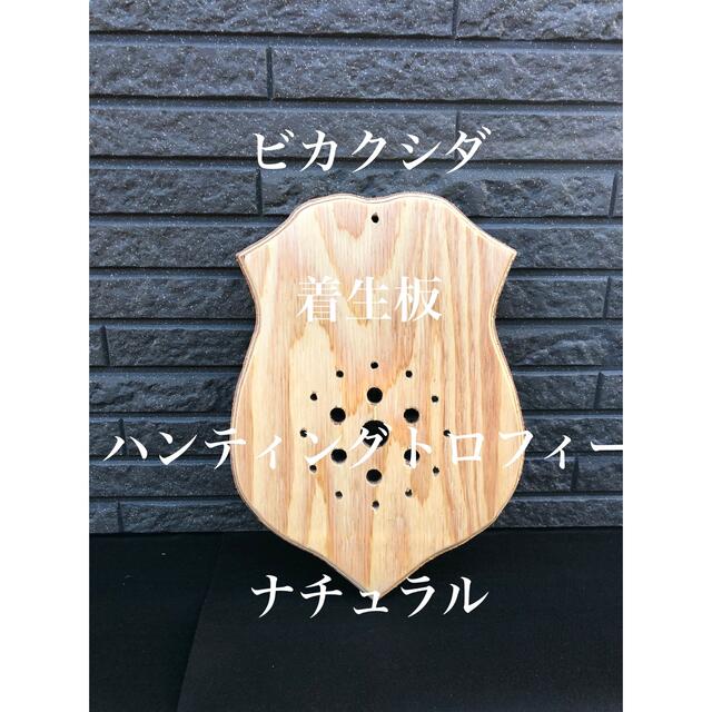 ○ ビカクシダ 着生板 ナチュラル コウモリラン 板付け 清涼感