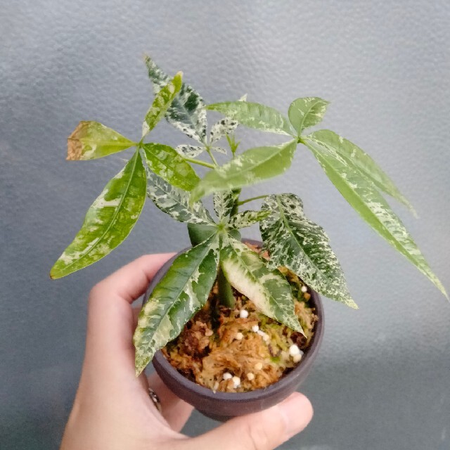 パキラ 斑入り ミルキーウェイ 実生 セール‼️ c2 - 植物/観葉植物