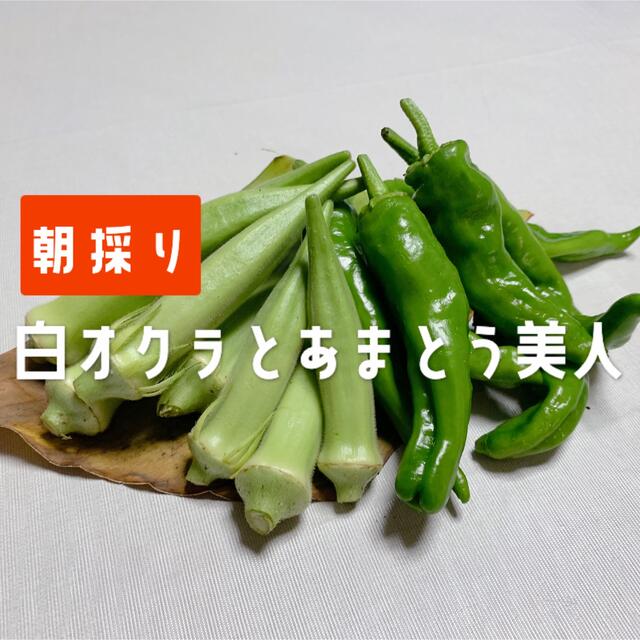 兵庫県産 白オクラとあまとう美人 300グラム 食品/飲料/酒の食品(野菜)の商品写真