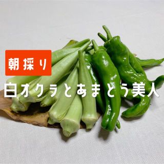 兵庫県産 白オクラとあまとう美人 300グラム(野菜)