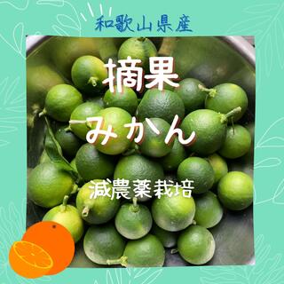 【ゆうパケットプラス】和歌山県産みかんの摘果みかん・１キロ・減農薬有機肥料栽培(フルーツ)