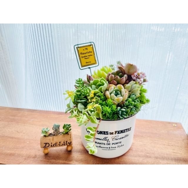 そのまま飾れる】多肉植物 寄せ植え ..* 13 *..の通販 by Dia そのまま飾れる】多肉植物 寄せ植え ..* 13 *..の通販 by Dia