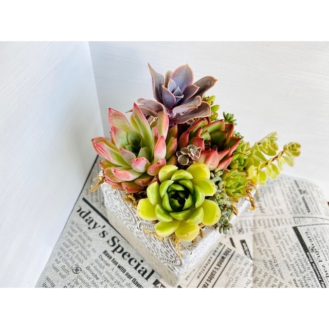 そのまま飾れる】多肉植物 寄せ植え ..* 14 *..の通販 by Dia そのまま飾れる】多肉植物 寄せ植え ..* 14 *..の通販 by Dia