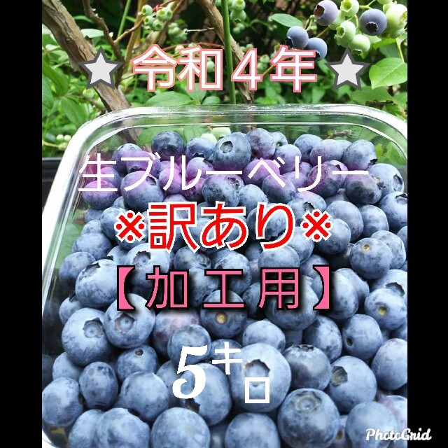 ⭐令和4年　生ﾌﾞﾙｰﾍﾞﾘｰ⭐無農薬　加工用5㌔食品