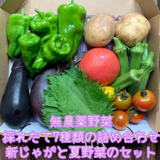 無農薬野菜＊採れたて7種類の詰め合わせ＊新じゃがと夏野菜のセット＊コンパクト＊(野菜)