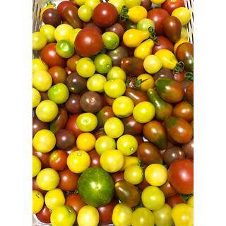 トマトセット　香川県産　無農薬　3キロ(野菜)
