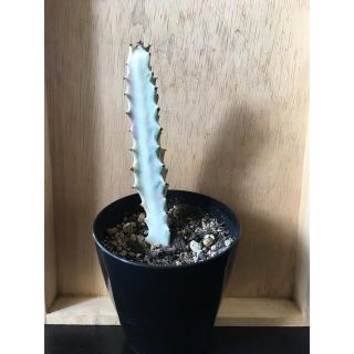 ホワイトゴースト　12cm ユーフォルビア  多肉植物(その他)