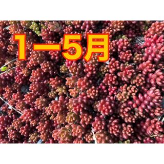 赤く紅葉する多肉植物　コーラルカーペット　70苗　即購入歓迎(その他)