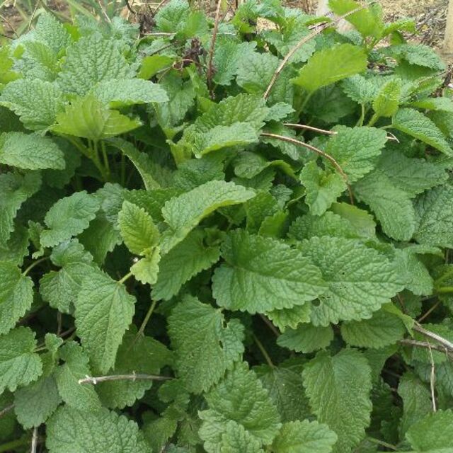 ～暑さに負けるな　夏野菜詰め合わせ～　７０サイズ　８月１０日以降の発送 食品/飲料/酒の食品(野菜)の商品写真