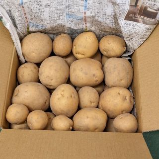 じゃがいも　デジマ　土付き　岡山県産(野菜)