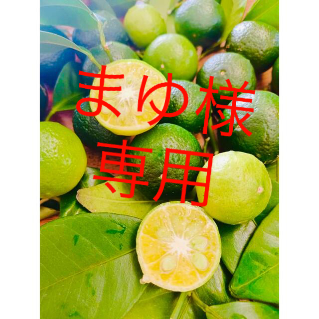 【SALE】シークァーサー 沖縄県 宮古島産 食品/飲料/酒の食品(フルーツ)の商品写真
