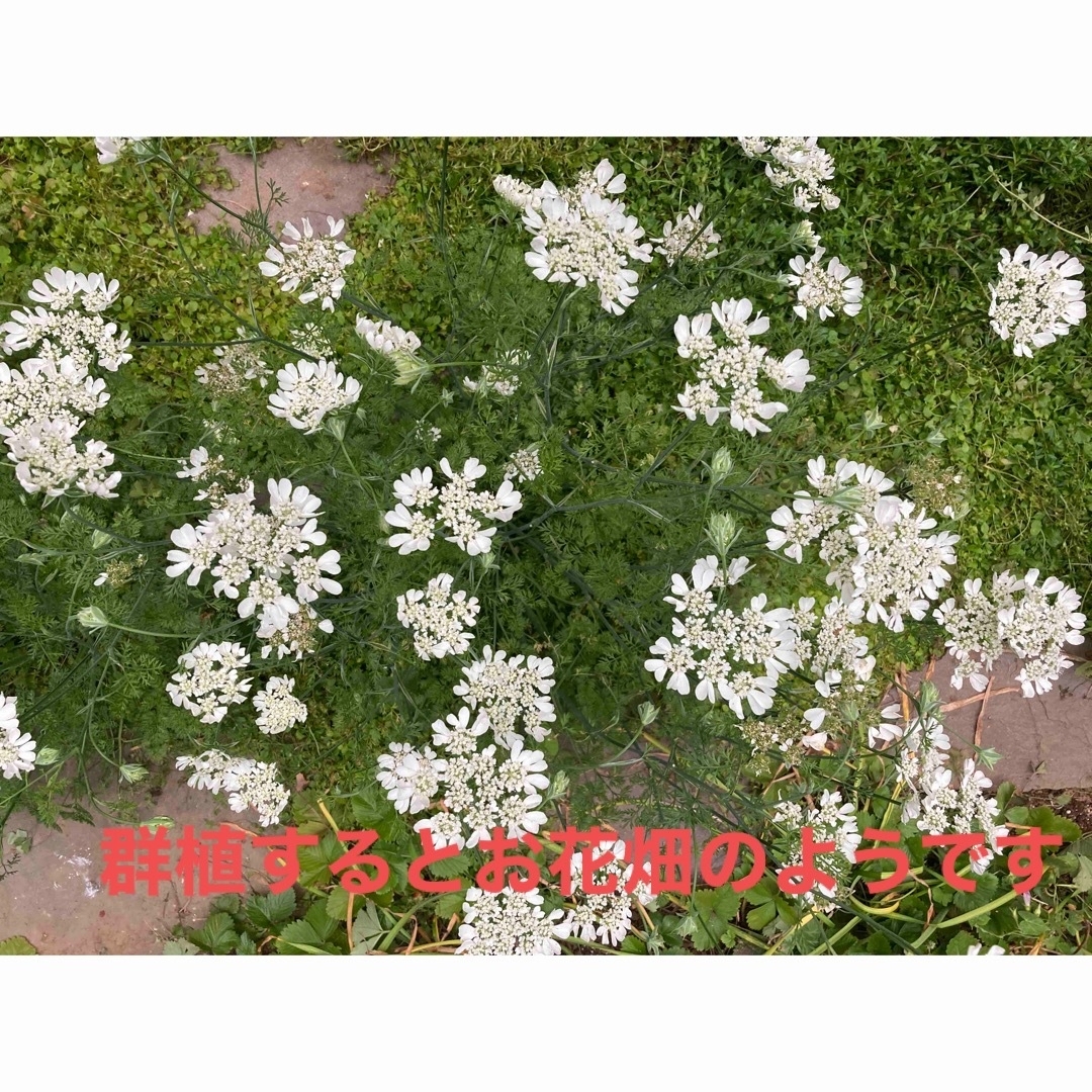 オルレア　レースフラワー　種　約2g (150粒以上) 2023年自家採取 ハンドメイドのフラワー/ガーデン(その他)の商品写真