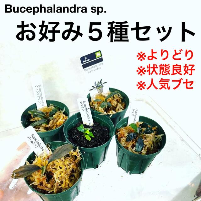 ◇専用◇ブセファランドラお好み6種セット(小株) #ブセさかな屋 水草