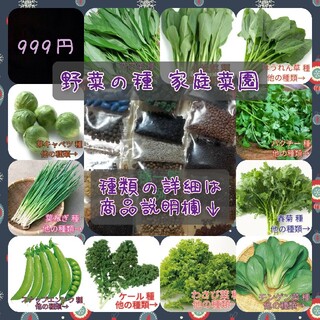 野菜の種 茎ブロッコリー 空芯菜 赤玉ねぎ 黒キャベツ カラフル人参(野菜)