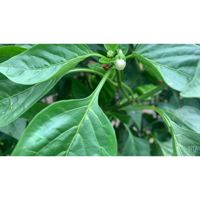 おっとりシマウマ様　専用です新鮮　無農薬　国産野菜 食品/飲料/酒の食品(野菜)の商品写真