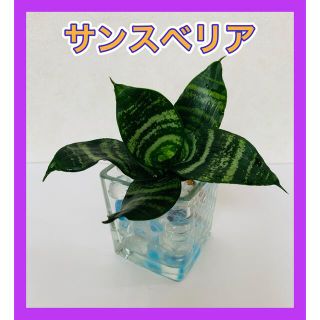 サンスベリア★観葉植物(その他)