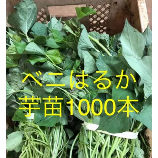 ベニはるか芋苗1000本 食品/飲料/酒の食品(野菜)の商品写真