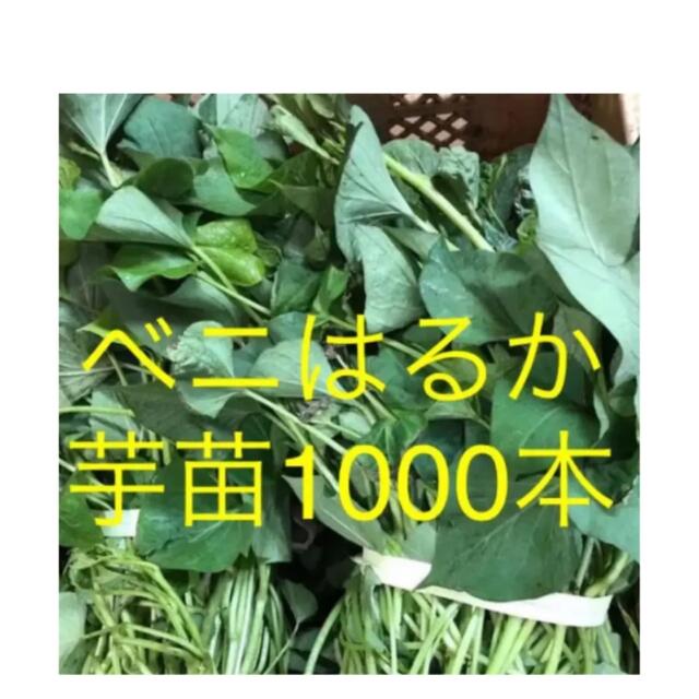 ベニはるか芋苗1000本