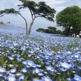 もんち様　バラ売り用(ミュージック)