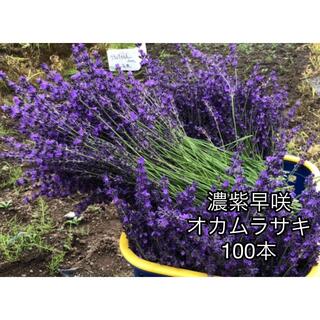 ラベンダードライフラワー　濃紫早咲  オカムラサキ100本(ドライフラワー)