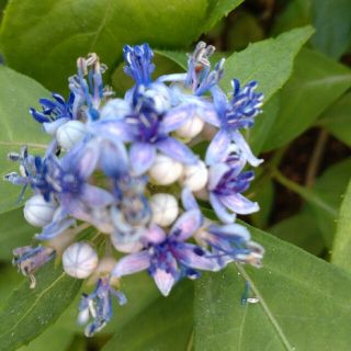 花苗　常山アジサイ(その他)