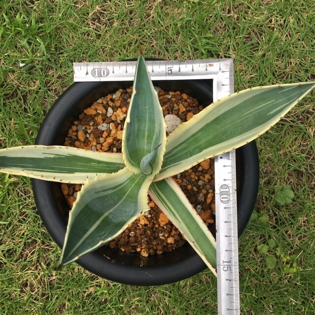 アガベ 22 Agave 苗 子株 植木 観葉植物の通販 by World ｜ラクマ