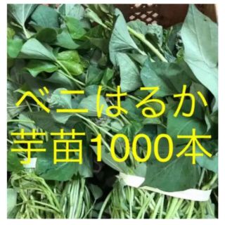 ベニはるか芋苗1000本(野菜)