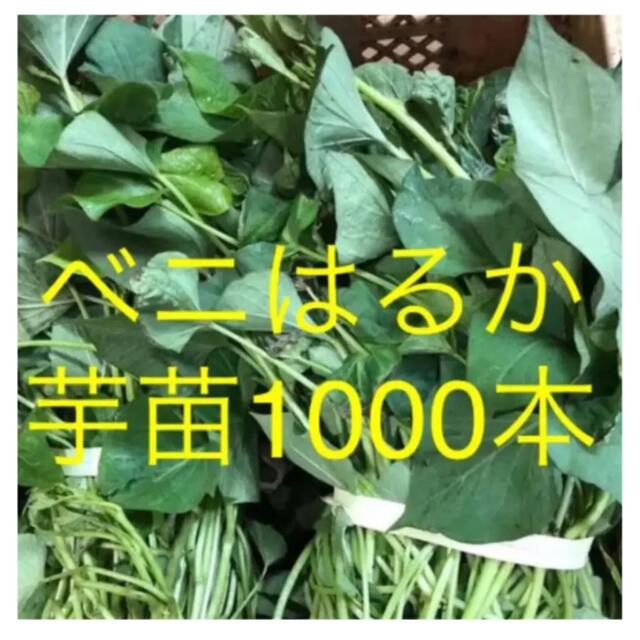 ベニはるか芋苗1000本