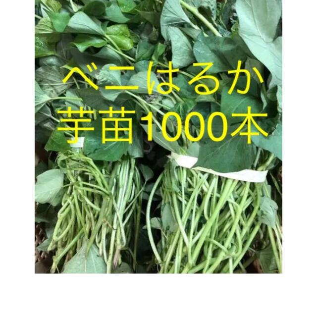 ベニはるか芋苗1000本