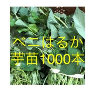 ベニはるか芋苗1000本(野菜)