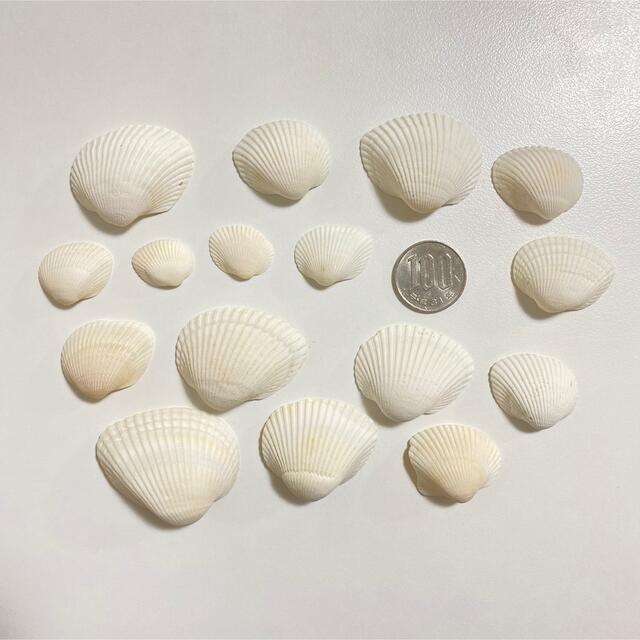 貝殻　ハンドメイド ハンドメイドの素材/材料(各種パーツ)の商品写真