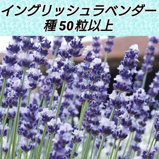 イングリッシュラベンダー ヒドコート 花種50粒以上(プランター)